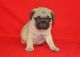 Pug Puppies for sale in Chicago Heights, IL, USA. price: NA