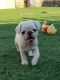 Pug Puppies for sale in California Ave, Windsor, ON, Canada. price: NA