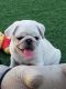 Pug Puppies for sale in California Ave, Windsor, ON, Canada. price: NA