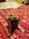 Pug Puppies for sale in Porterville, CA 93257, USA. price: NA