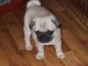 Pug Puppies for sale in Pottstown, PA 19464, USA. price: NA