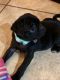 Pug Puppies for sale in Beaumont, CA, USA. price: NA