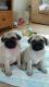 Pug Puppies for sale in Pottstown, PA 19464, USA. price: NA