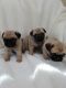 Pug Puppies for sale in Jersey City, NJ, USA. price: NA