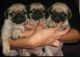 Pug Puppies for sale in Richmond, VA, USA. price: $450