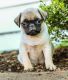Pug Puppies for sale in Michigan Ave, Inkster, MI 48141, USA. price: NA