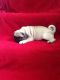 Pug Puppies for sale in Garden Grove, CA, USA. price: $400