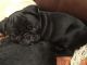 Pug Puppies for sale in Garden Grove, CA, USA. price: $400