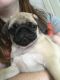 Pug Puppies for sale in Vineland, NJ, USA. price: NA