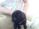 Pug Puppies for sale in Bellevue, WA, USA. price: NA