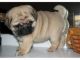 Pug Puppies for sale in 24420 S Dixie Hwy, Princeton, FL 33032, USA. price: $400