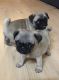 Pug Puppies for sale in Sterling, OH 44276, USA. price: $500