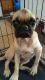 Pug Puppies for sale in Niles, MI 49120, USA. price: NA