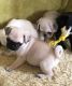 Pug Puppies for sale in Florida Ave NW, Washington, DC, USA. price: $500
