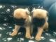 Pug Puppies for sale in Southaven, MS, USA. price: $500