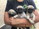 Pug Puppies for sale in 90005 Peterson Hill Rd, Bayfield, WI 54814, USA. price: NA