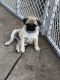 Pug Puppies for sale in Hartland, WI 53029, USA. price: $1,000