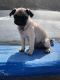 Pug Puppies for sale in Charlotte, NC 28262, USA. price: NA