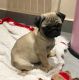 Pug Puppies for sale in Pittsburgh, PA, USA. price: NA