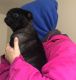 Pug Puppies for sale in Columbus, OH 43224, USA. price: NA