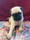 Pug Puppies for sale in OH-430, Mansfield, OH, USA. price: NA
