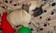 Pug Puppies for sale in McKinney, TX 75070, USA. price: NA