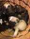 Pug Puppies for sale in St. Louis, MO, USA. price: $500