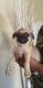 Pug Puppies for sale in Ontario, CA, USA. price: $575