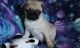 Pug Puppies for sale in Lowell, MA 01851, USA. price: NA