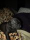 Pug Puppies for sale in Bloomsdale, MO 63627, USA. price: NA