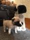 Pug Puppies for sale in Pondfield Rd, Bronxville, NY 10708, USA. price: NA