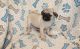 Pug Puppies for sale in Menomonie, WI 54751, USA. price: NA