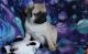 Pug Puppies for sale in Tinley Park, IL, USA. price: NA