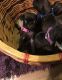 Pug Puppies for sale in Vancouver, WA, USA. price: $500