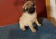 Pug Puppies for sale in Raleigh, NC, USA. price: NA