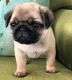 Pug Puppies for sale in McKinney, TX 75070, USA. price: $700