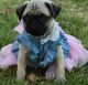 Pug Puppies for sale in Charleston, WV 25326, USA. price: $500