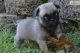 Pug Puppies for sale in 676 N Michigan Ave, Chicago, IL 60611, USA. price: NA