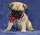 Pug Puppies for sale in Garden City, ID, USA. price: $500