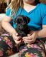 Pug Puppies for sale in Norwich, CT, USA. price: NA