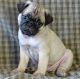 Pug Puppies for sale in Poland, ME 04274, USA. price: $500