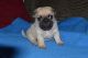 Pug Puppies for sale in St. Louis, MO, USA. price: $400