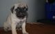 Pug Puppies for sale in Boston, MA 02109, USA. price: $500
