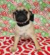 Pug Puppies for sale in Russellville, KY 42276, USA. price: $1,200