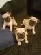 Pug Puppies for sale in Roanoke, VA, USA. price: NA