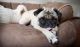 Pug Puppies for sale in 500 S Figueroa St, Los Angeles, CA 90071, USA. price: NA