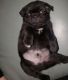 Pug Puppies for sale in Piedmont, CA 94610, USA. price: NA