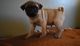 Pug Puppies for sale in Albuquerque, NM 87125, USA. price: NA
