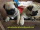 Pug Puppies for sale in 2001 Market St, Philadelphia, PA 19103, USA. price: $500