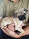 Pug Puppies for sale in Whittier, CA, USA. price: $595